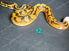 Enchi pied het clown female royal python