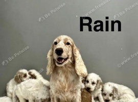 Rain beautiful boys and girl looking for a home