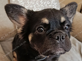Beautiful Fluffy French Bulldog Girl for sale