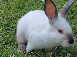 California Rabbit