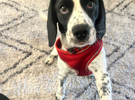 Beagle cross cocker spaniel