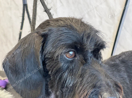 Miniature Wire haired dachshunds health tested clear