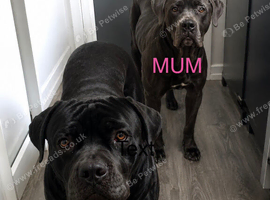 Cane Corso