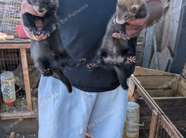 Ferrets for sale