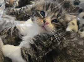 6 gorgeous kittens