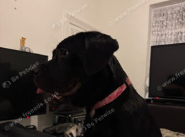 Cane corso x lab