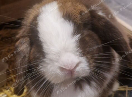 Mini lop looking for new home
