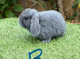 Pure bred mini lops .