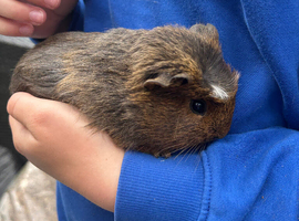 Male guinea pig