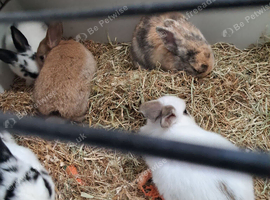 Bunnys