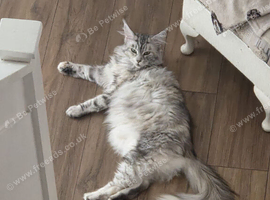 Gorgeous Maine Coon girl