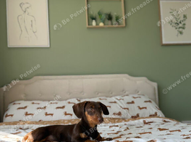 Miniature Dashound Chocolate Tan Boy