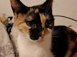 Calico female needs a home asap