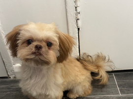 1 year old Shihtzu for sale