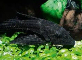 common pleco