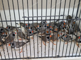 Zebra Fiches For Sale