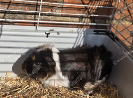 Female Guinea Pig