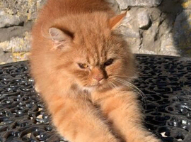 Rare Red golden persian kitten