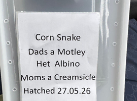 Baby corn snakw
