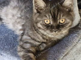 &pound;300 BRITISH SHORT-HAIR KITTENS BOYS & GIRLS AVAILABLE GCCF REGISTERED