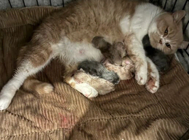 3 Females left! TICA Reg British Shorthairs