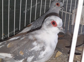 DIOMAND DOVES