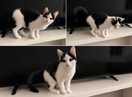 Black and white Female Kitten