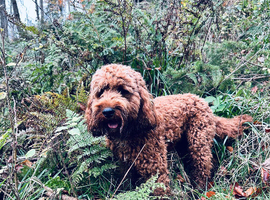 Apricot Cockerpoo stud
