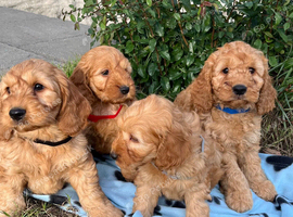 Curly cockapoo puppies