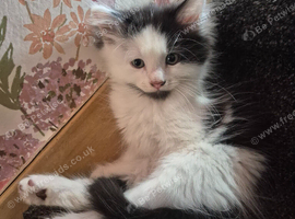 Beautiful Kitten. Father is Maine Coon.