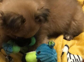 Pomapug