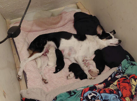 Beautiful bordoodle puppies for sale