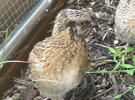Free 6 week old male coturnix x9