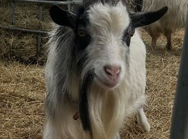 Male Billy goat about 2 years old looking for new home pet only walks on a lead very friendly