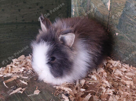 5 baby lionheads left