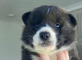 3 chunky American Akita puppies