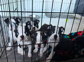 KC registered Boston terrier puppies