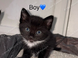 Kittens for sale