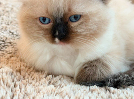 Only 1 Ragdoll Girl Left &ndash; Ready for Her Forever Home