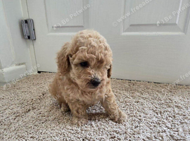 Beautiful Red Toy Poodle Girl Looking for Her Forever Home