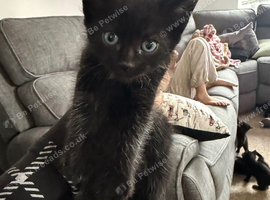 1 male left needs a home ready to leave