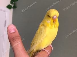 Tame baby Exhibition budgie