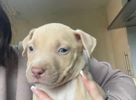 READY TO LEAVE TODAY ! 4 PUPS LEFT!