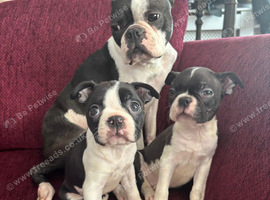 Beautiful Boston girlies READY NOW