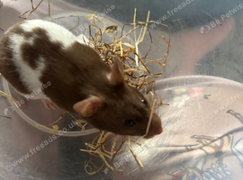 Hamster