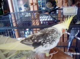 Bonded unrelated Pair of handreared Cockatiels