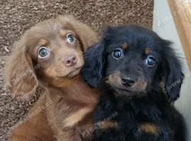 Two gorgeous, high-quality Miniature Long-Haired Dachshund puppies