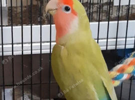Pair of lovebirds