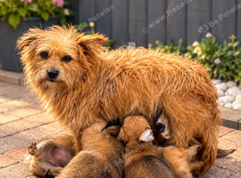 Norfolk terrier x Pomeranian 3 LEFT