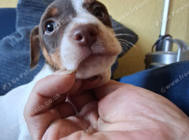 Jack Russell,Hastings,READY TOO LEAVE FOR HIS FOREVER HOME 25TH AUGUST